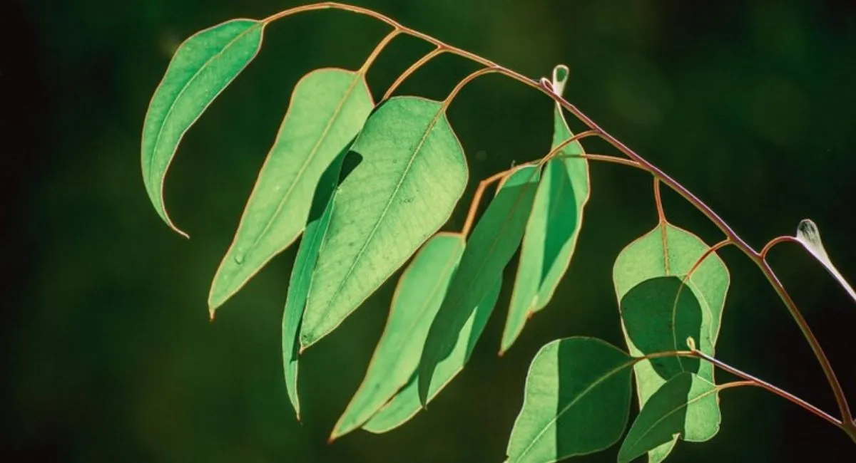 Eucalyptus Plant