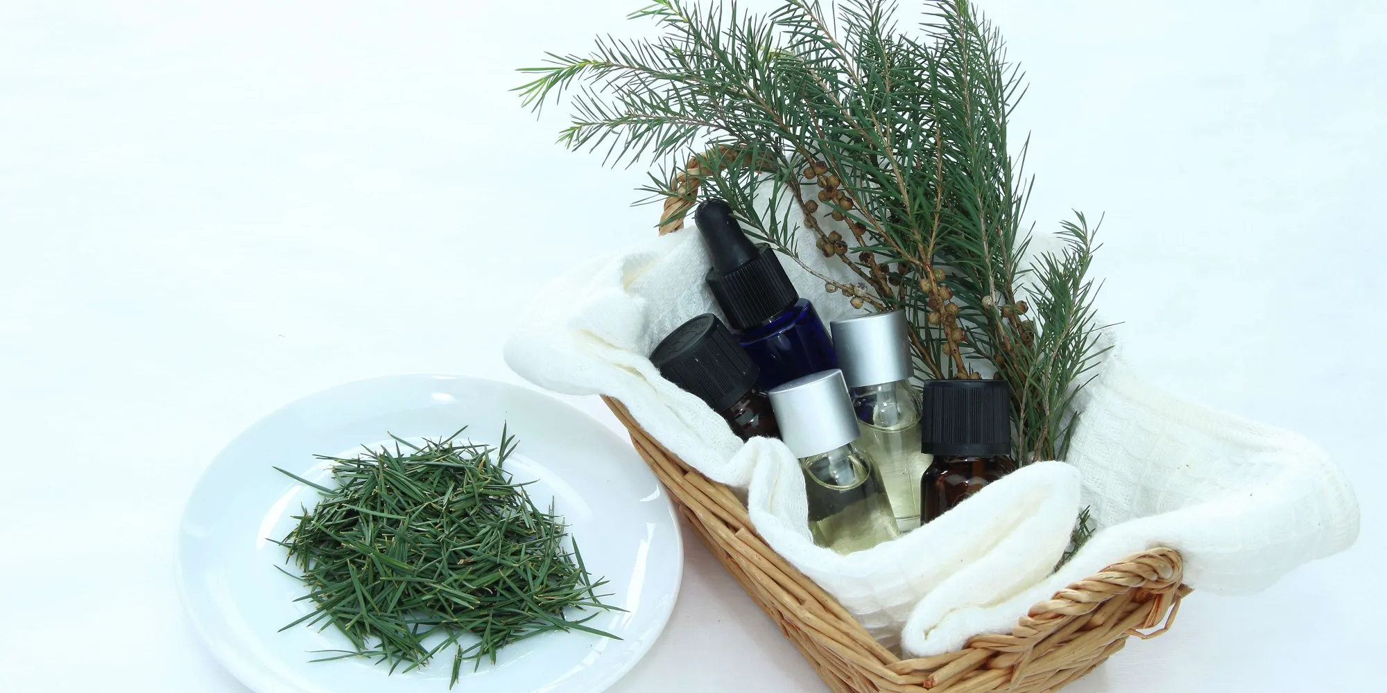 Health Benefits Of Tea Tree Essential Oil And Winter Applications
